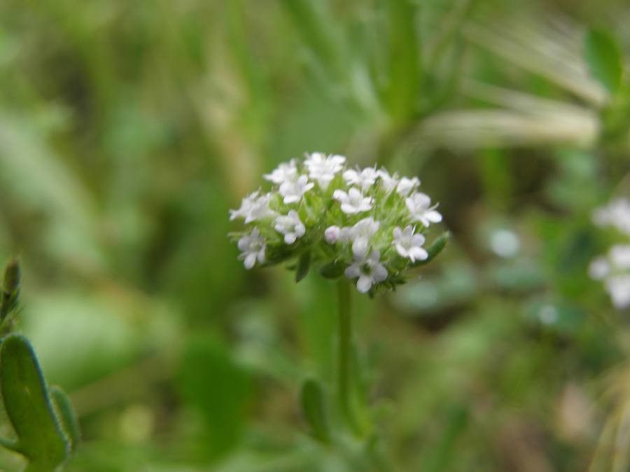 Valeriana discoidea flower