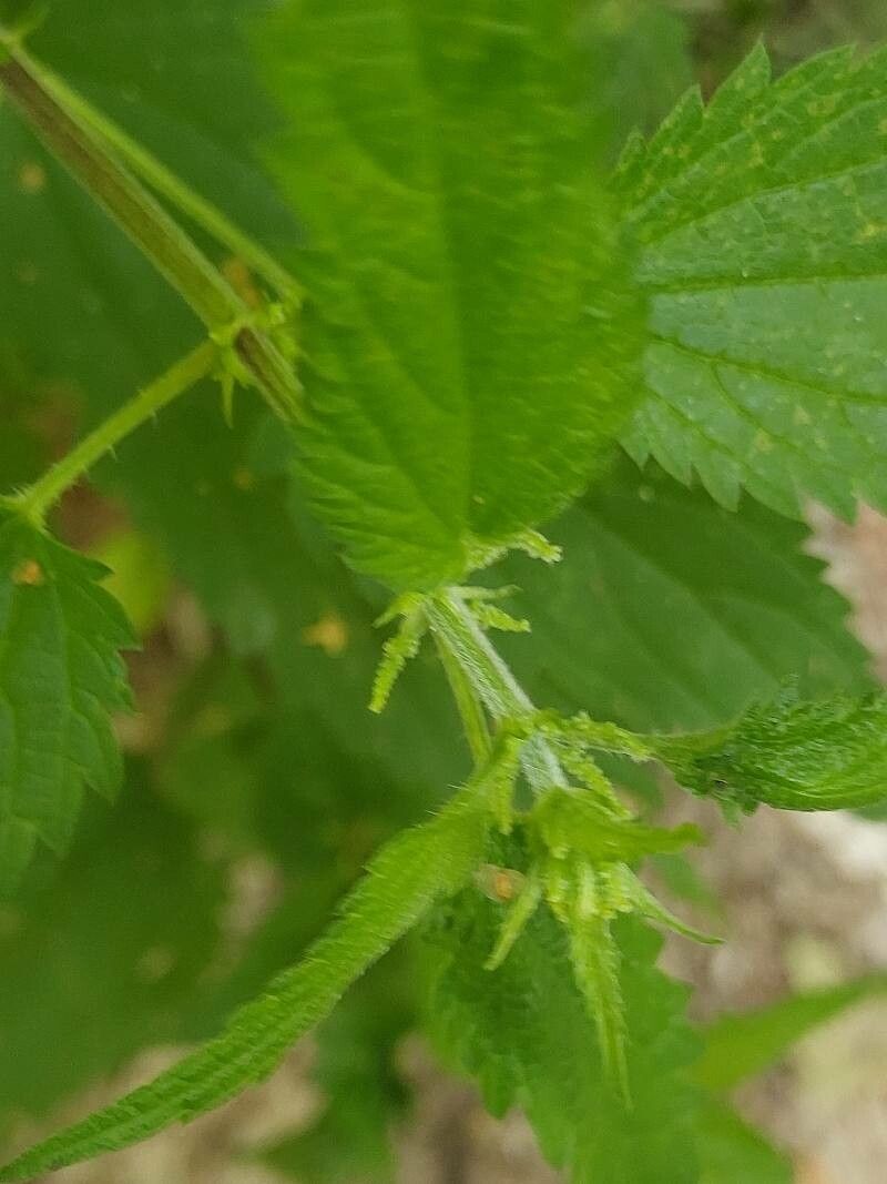 Urtica galeopsifolia other