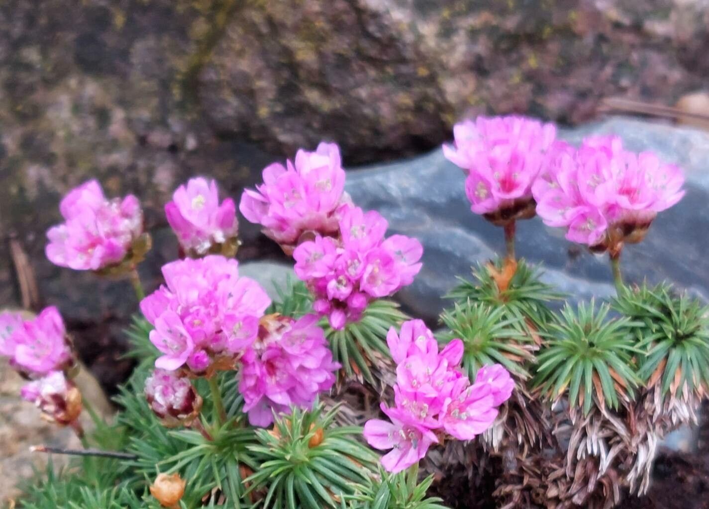 Armeria filicaulis flower