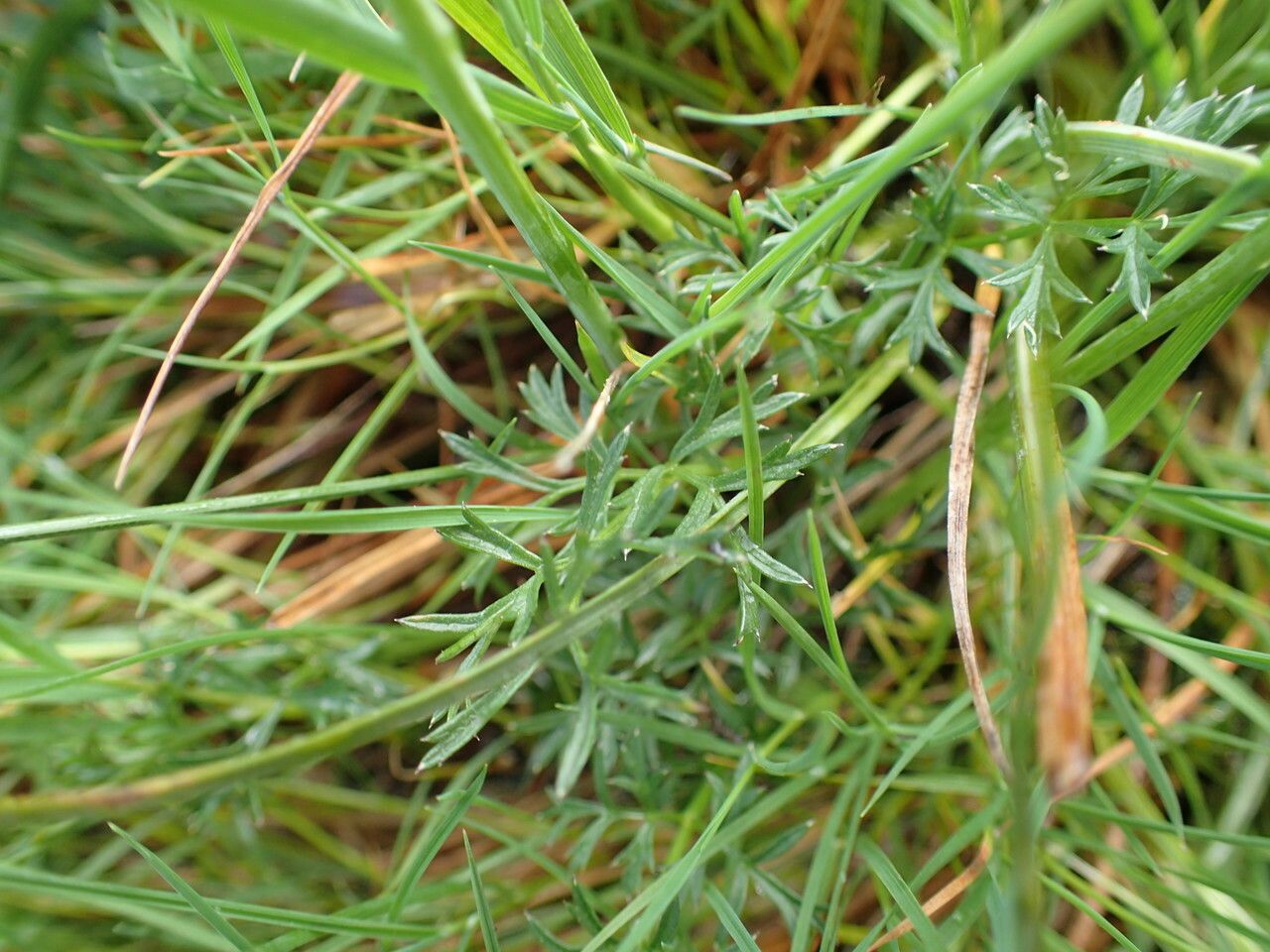 Epikeros pyrenaeus leaf