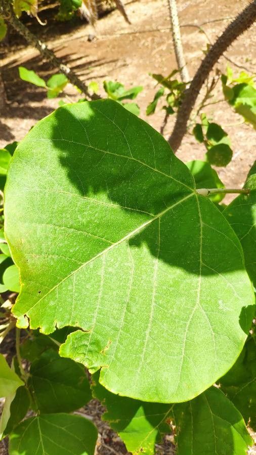 Erythrina madagascariensis leaf
