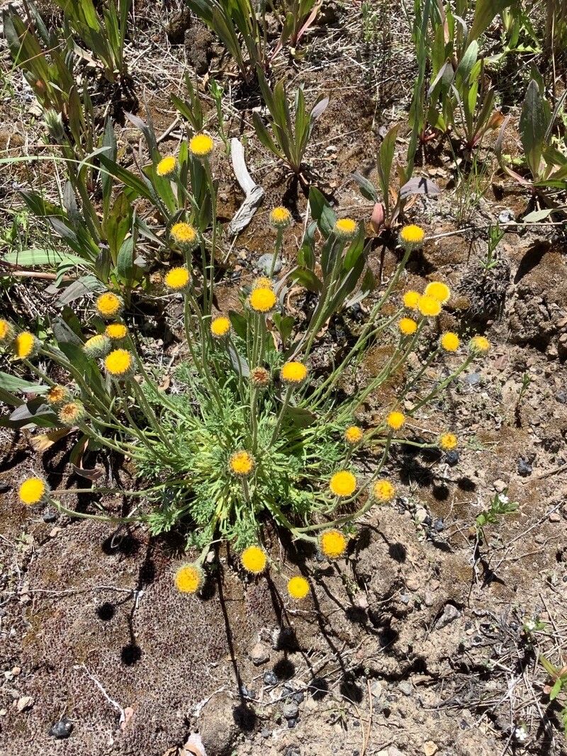 Erigeron compositus flower