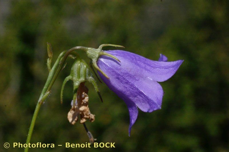 Campanula fritschii flower