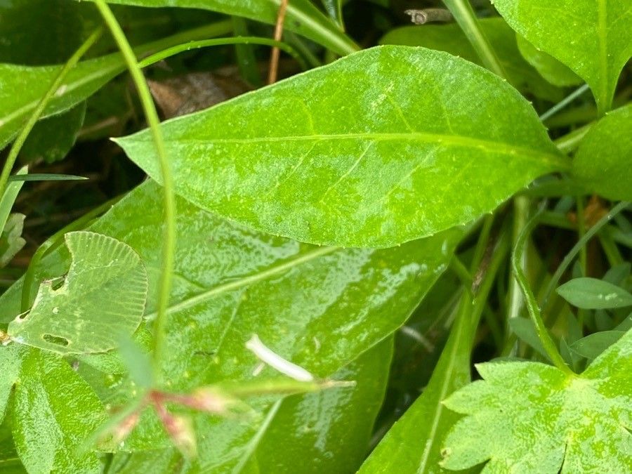 Succisa pratensis leaf