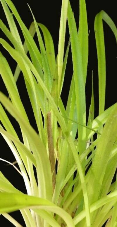 Pitcairnia capixaba — search result for 'Pitcairnia'