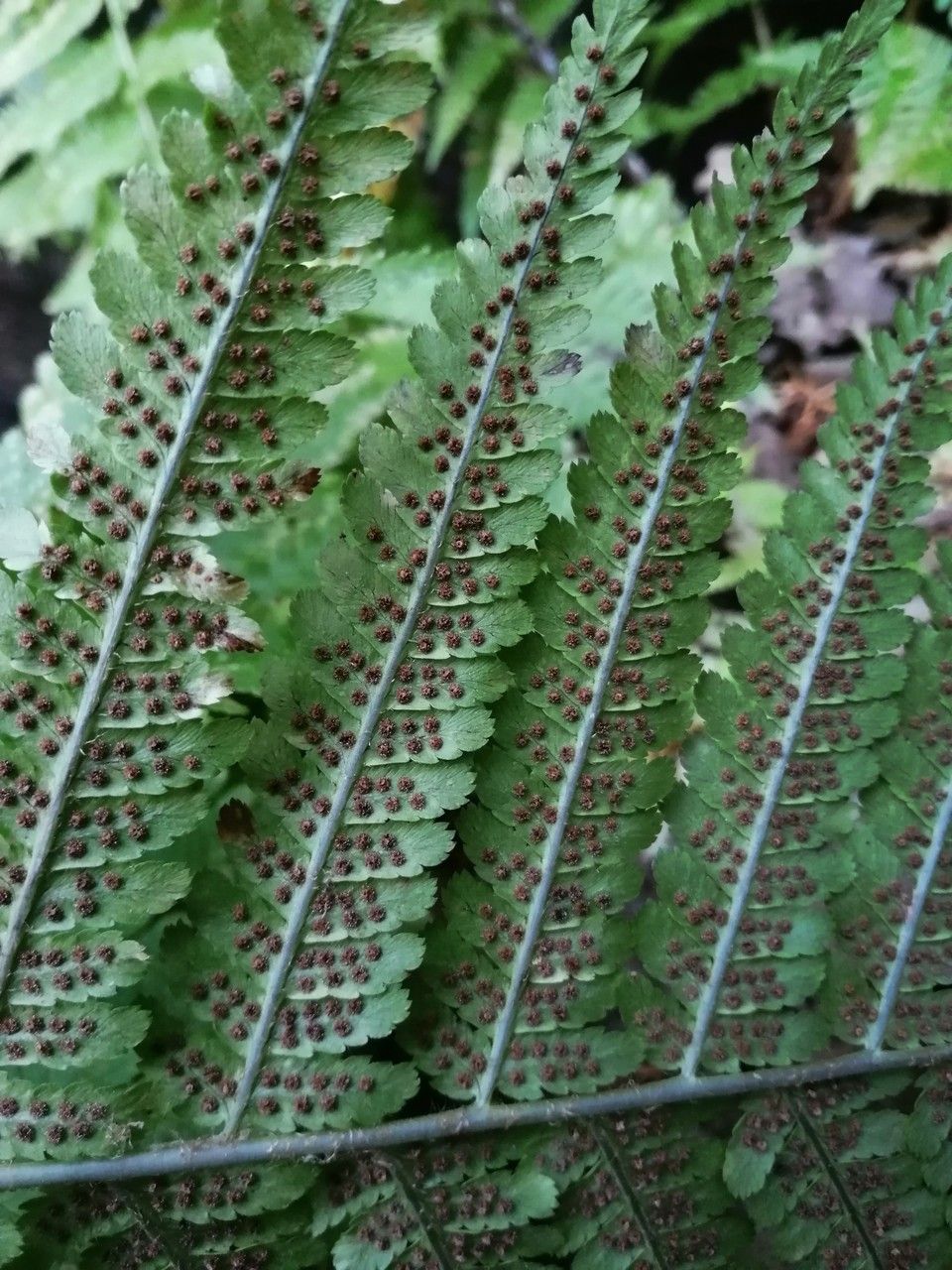 Dryopteris filix-mas flower