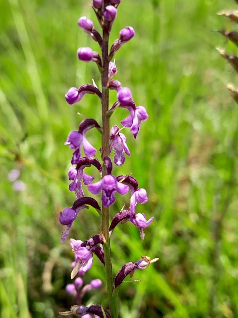 Cynorkis graminea flower