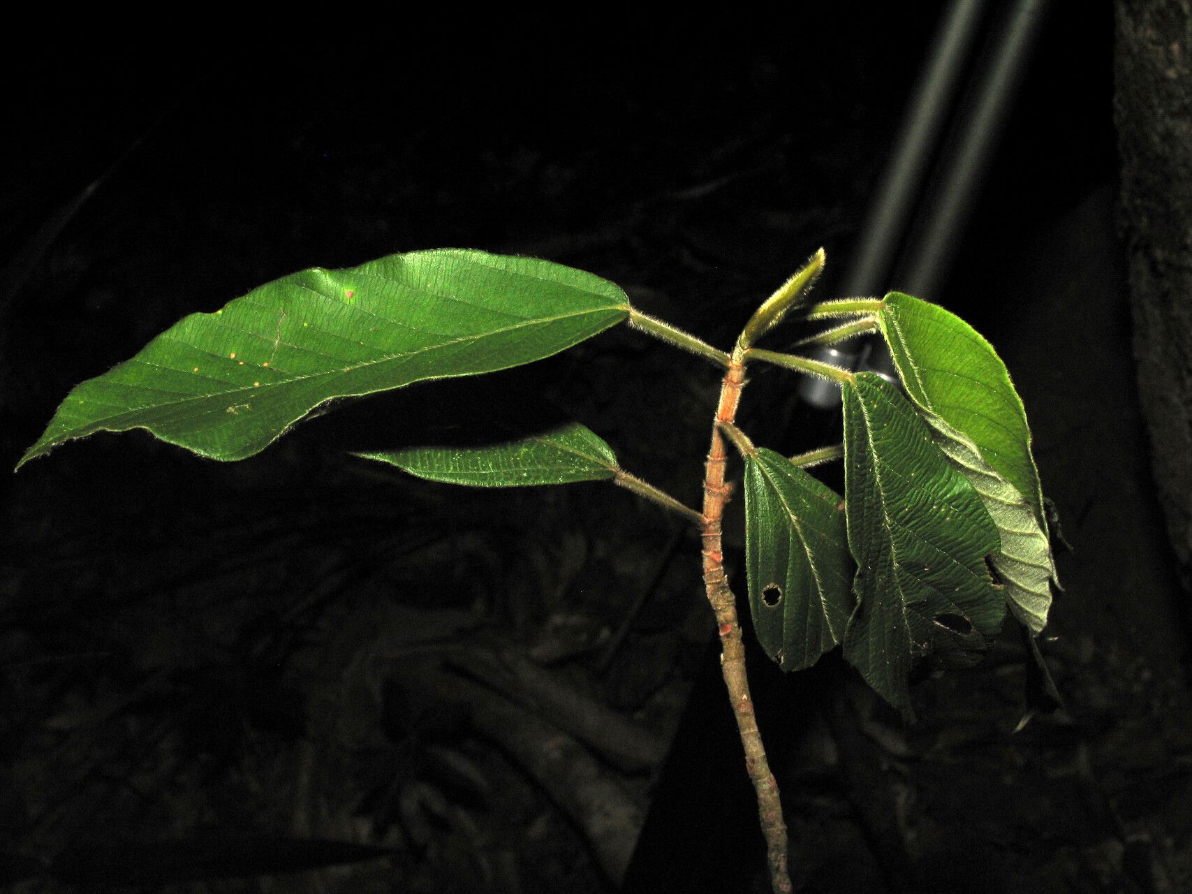 Pourouma velutina leaf
