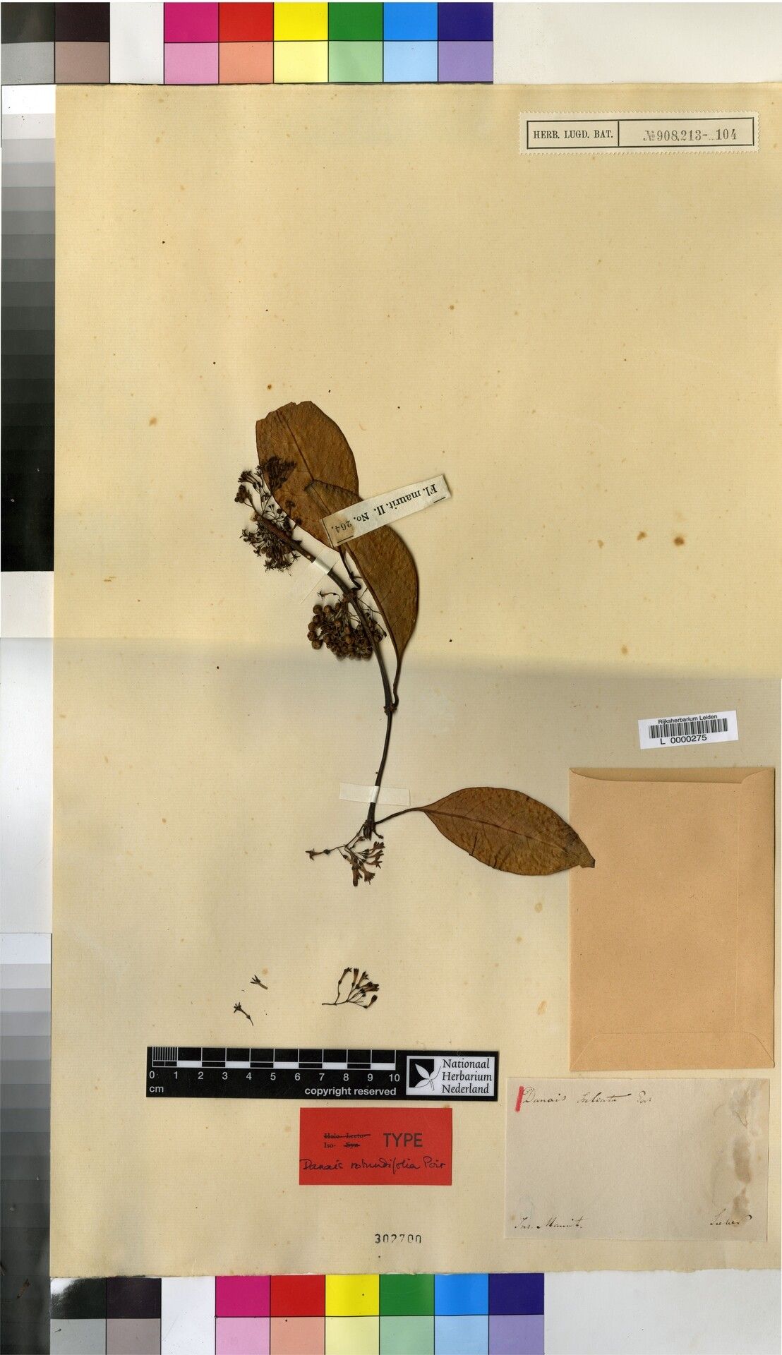 Danais sulcata — houseplant care guide