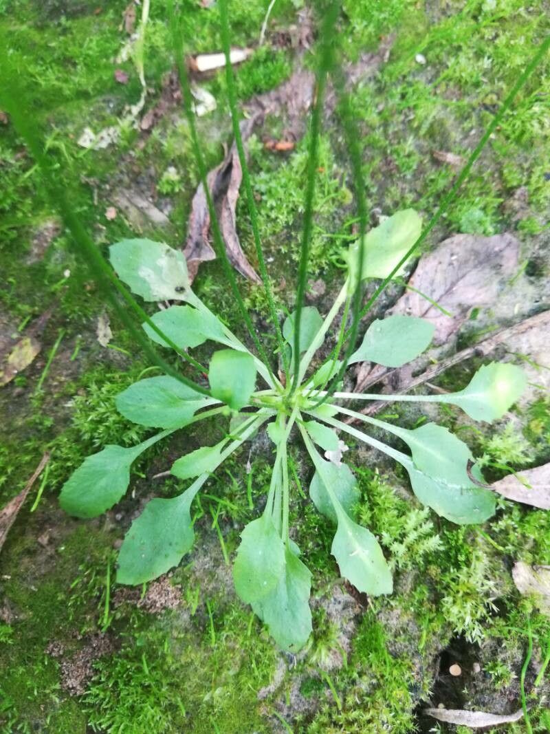 Androsace septentrionalis leaf