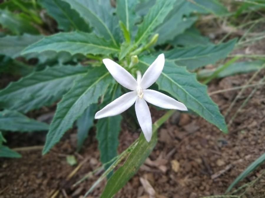Hippobroma longiflora flower