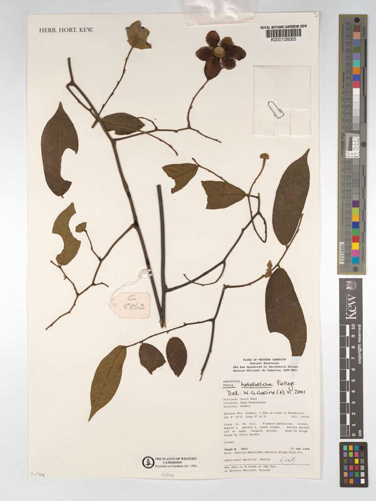 Uvaria heterotricha — houseplant care guide