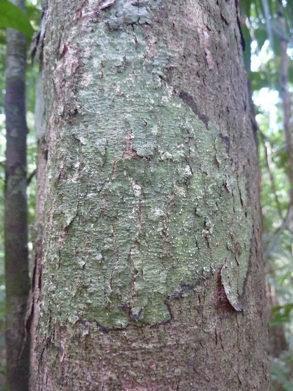Dialium guianense bark