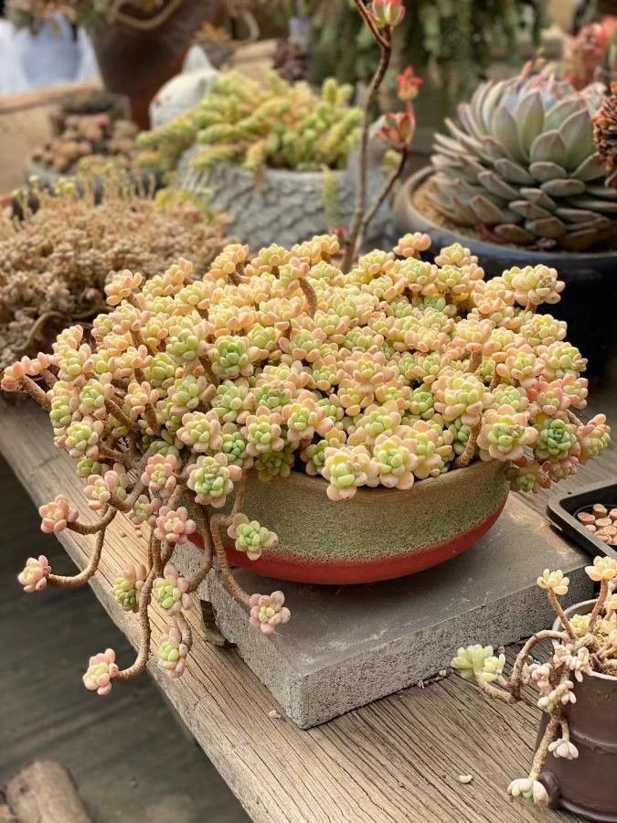 Graptopetalum spp. — search result for 'Graptopetalum'