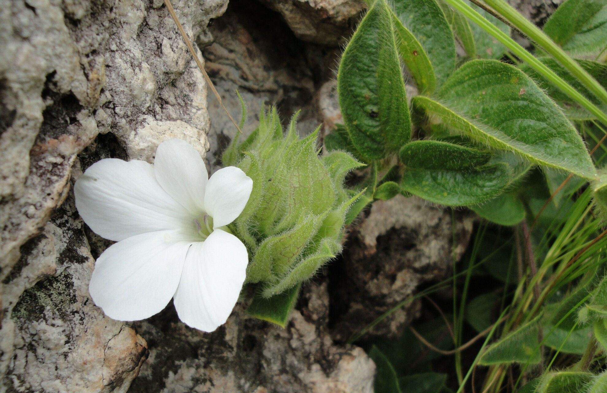 Barleria lobelioides habit