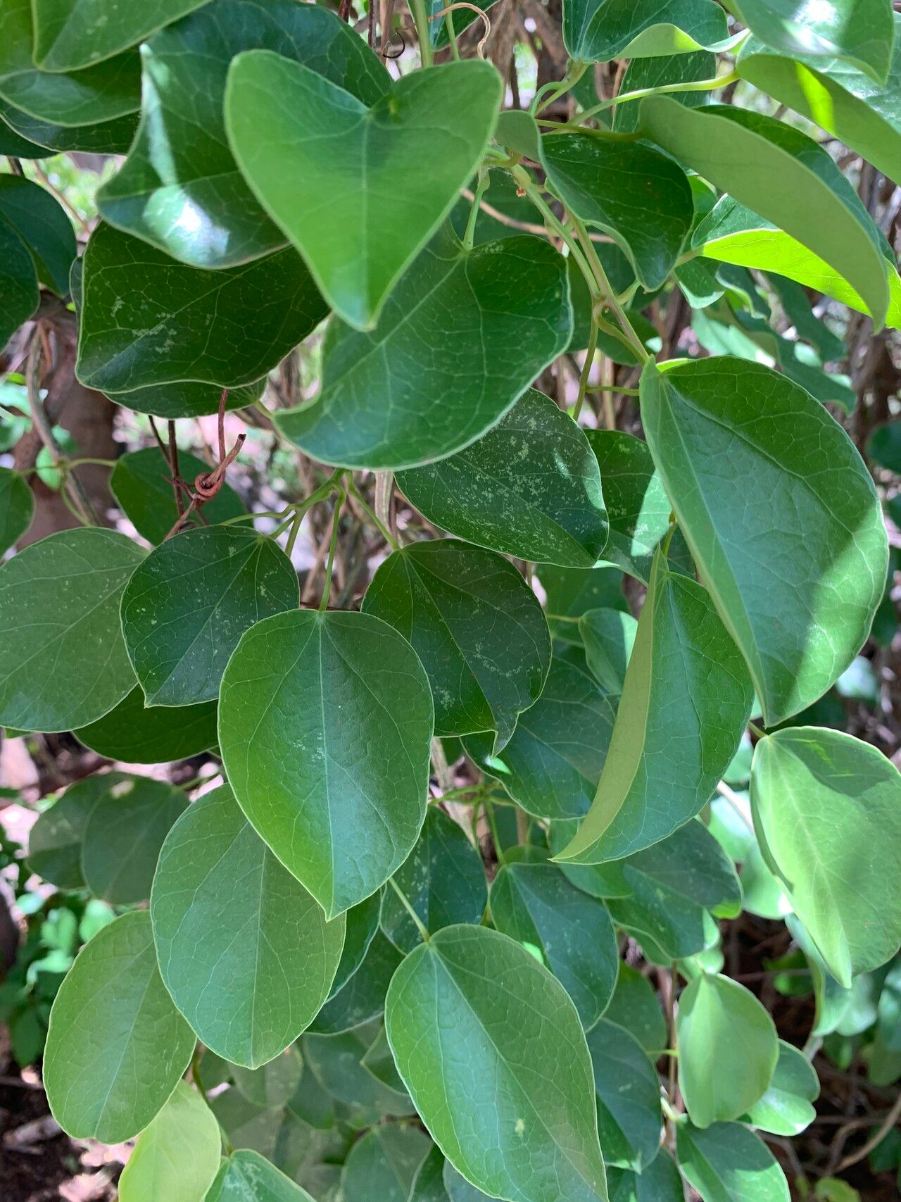Tinospora tenera — houseplant care guide