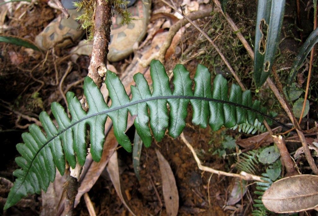 Blechnum opacum leaf