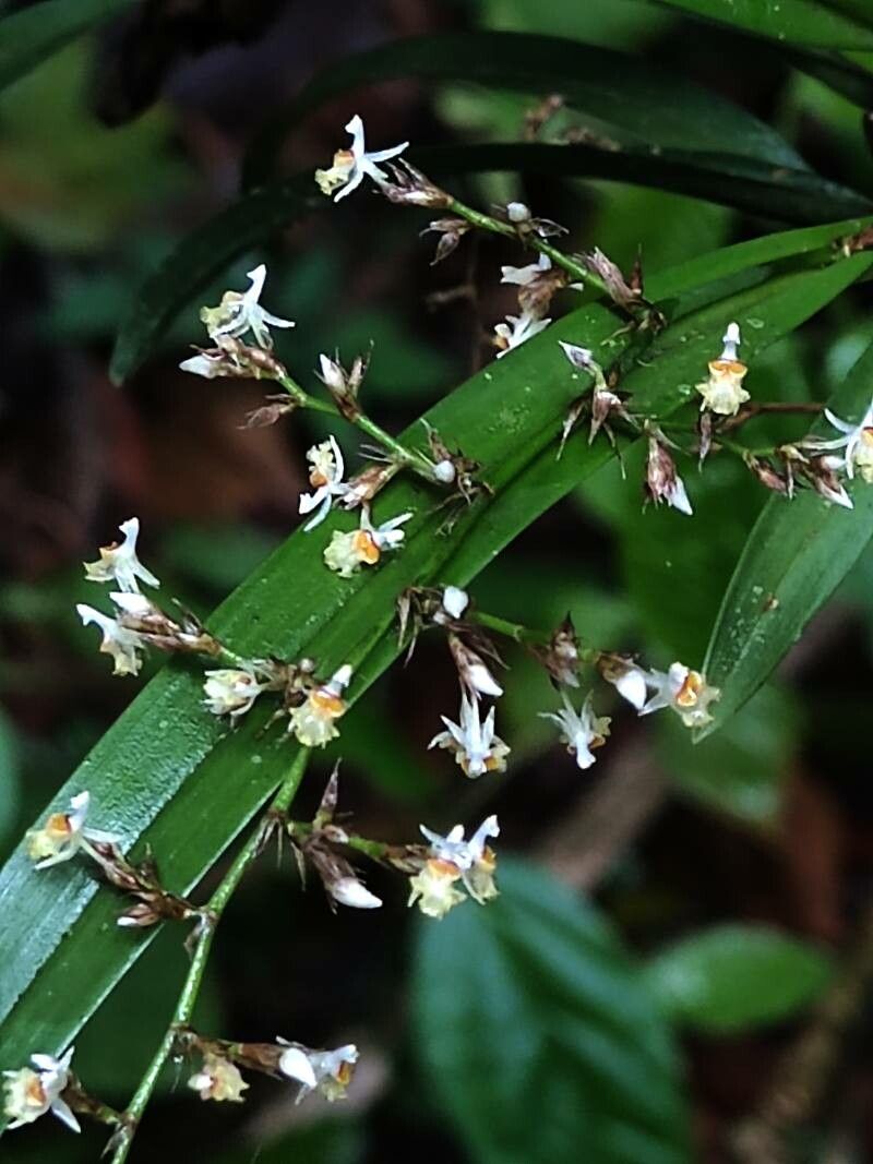 Oncidium integrilabre flower