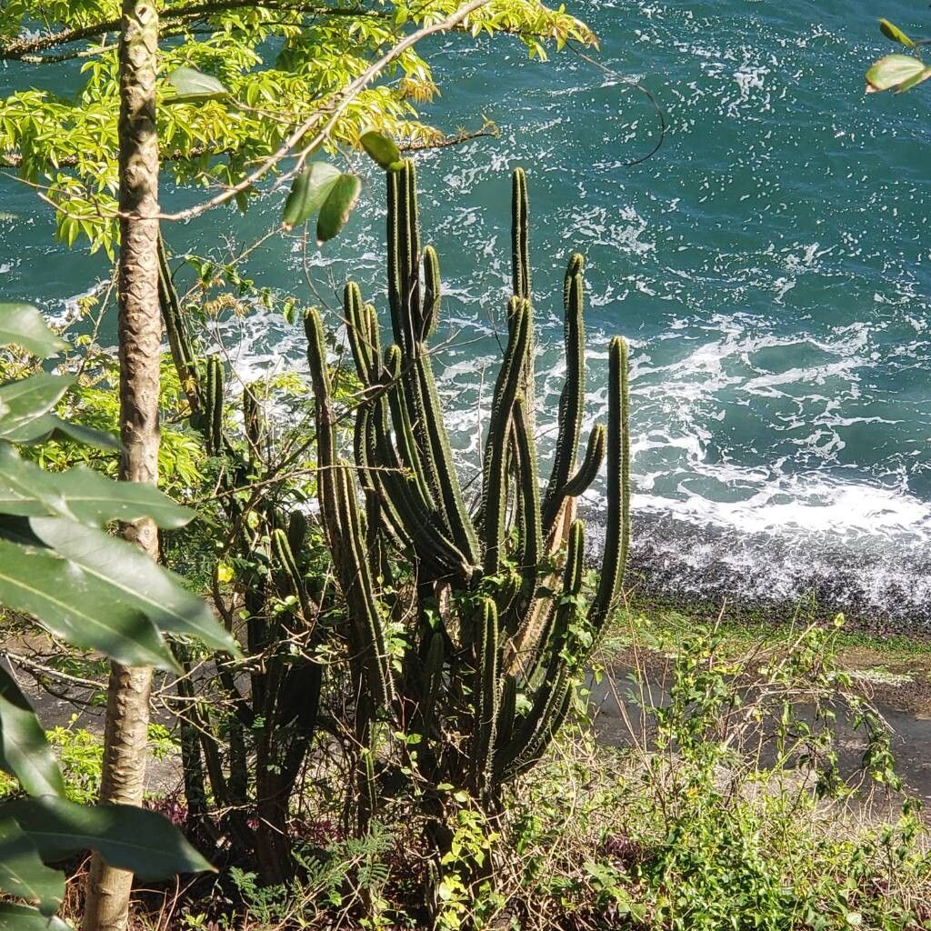 Pilosocereus arrabidae bark