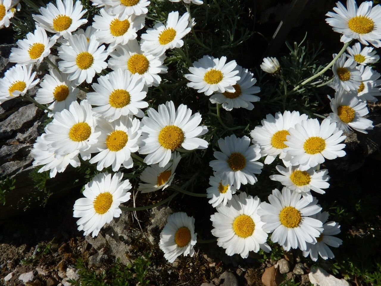 Rhodanthemum hosmariense flower