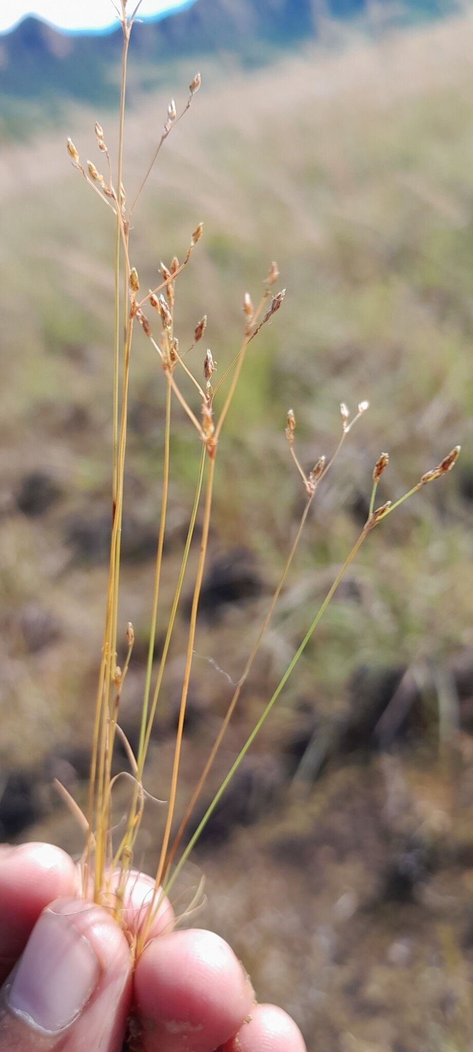 Bulbostylis micranthera habit