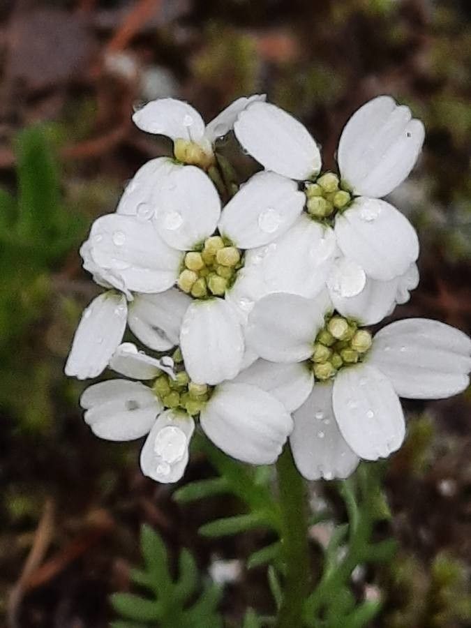 Achillea atrata flower