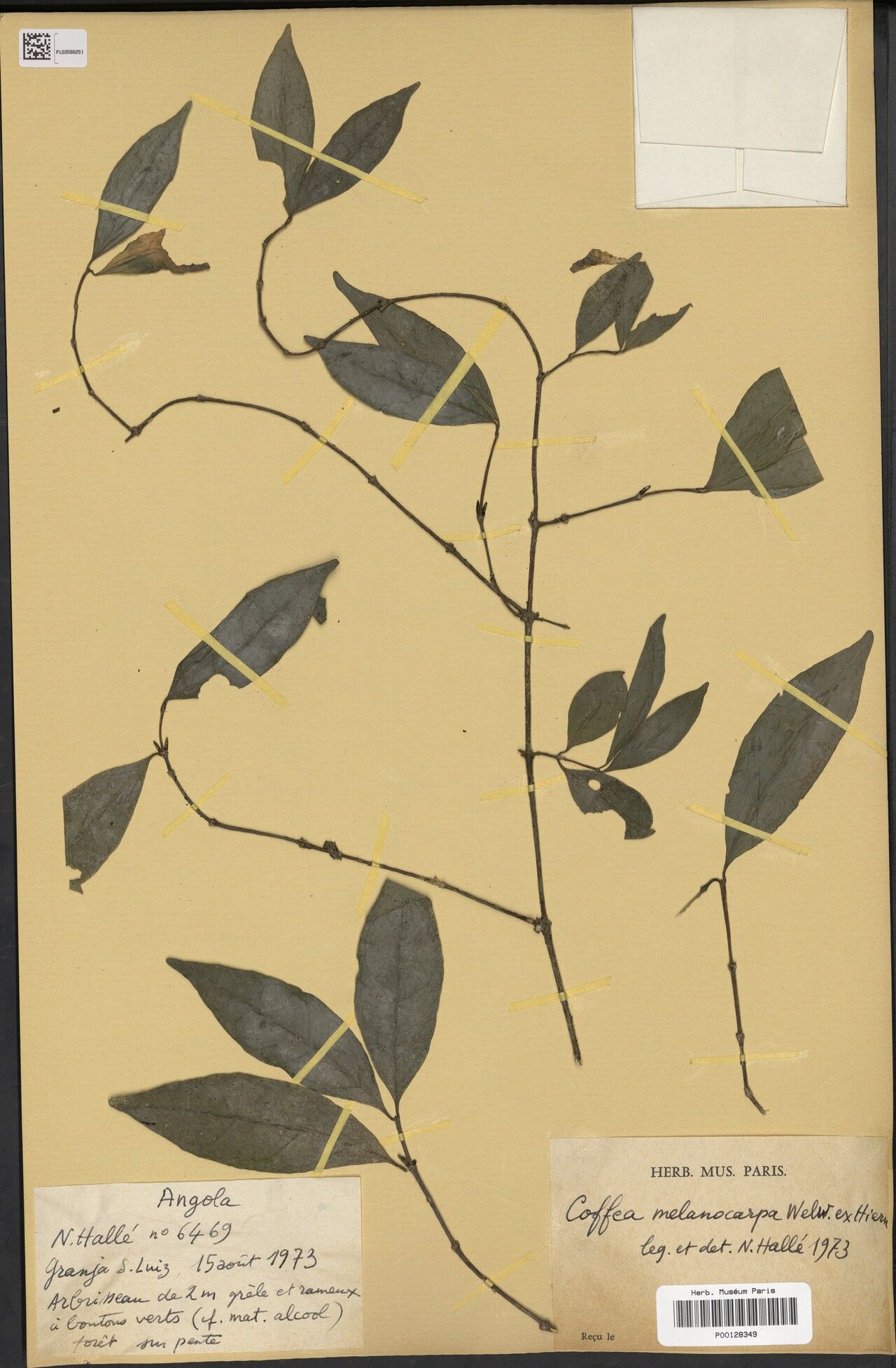 Coffea melanocarpa — search result for 'Coffea'