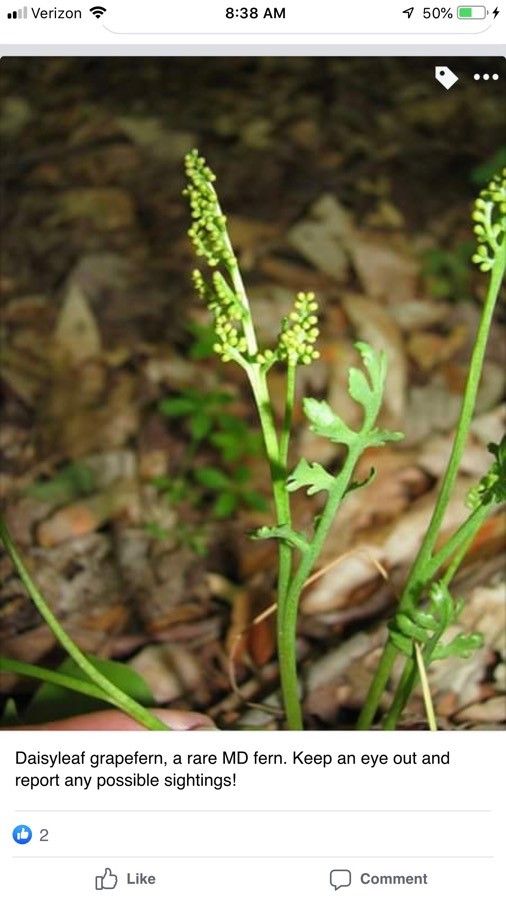 Botrychium simplex leaf