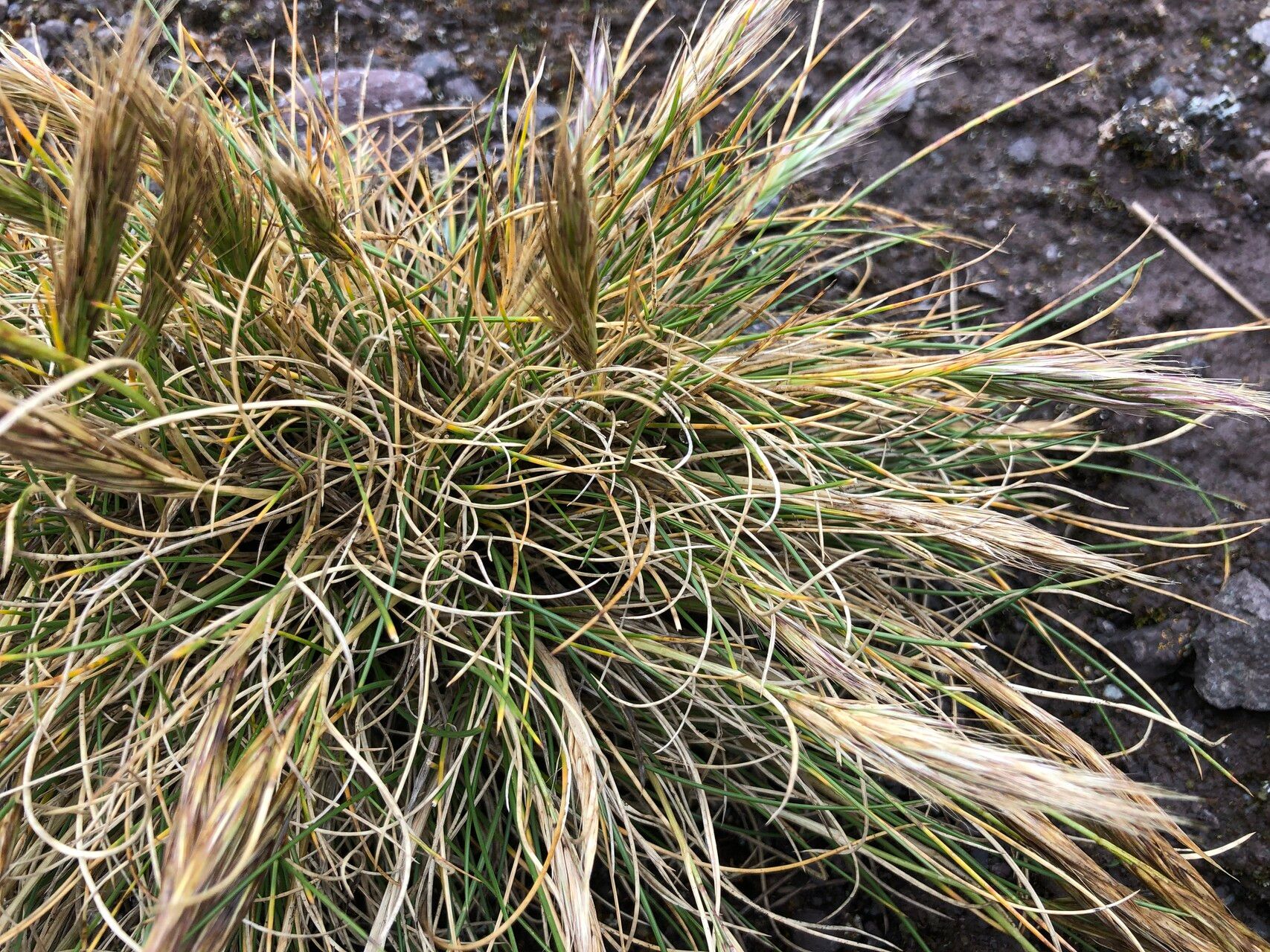 Festuca floribunda — houseplant care guide