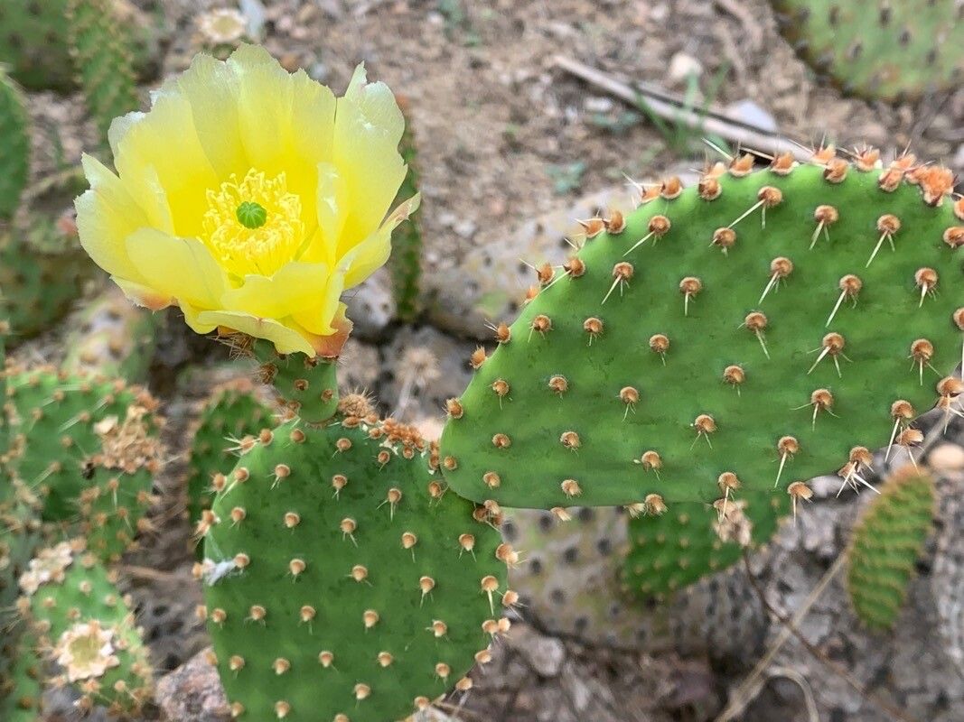 Opuntia leucotricha flower