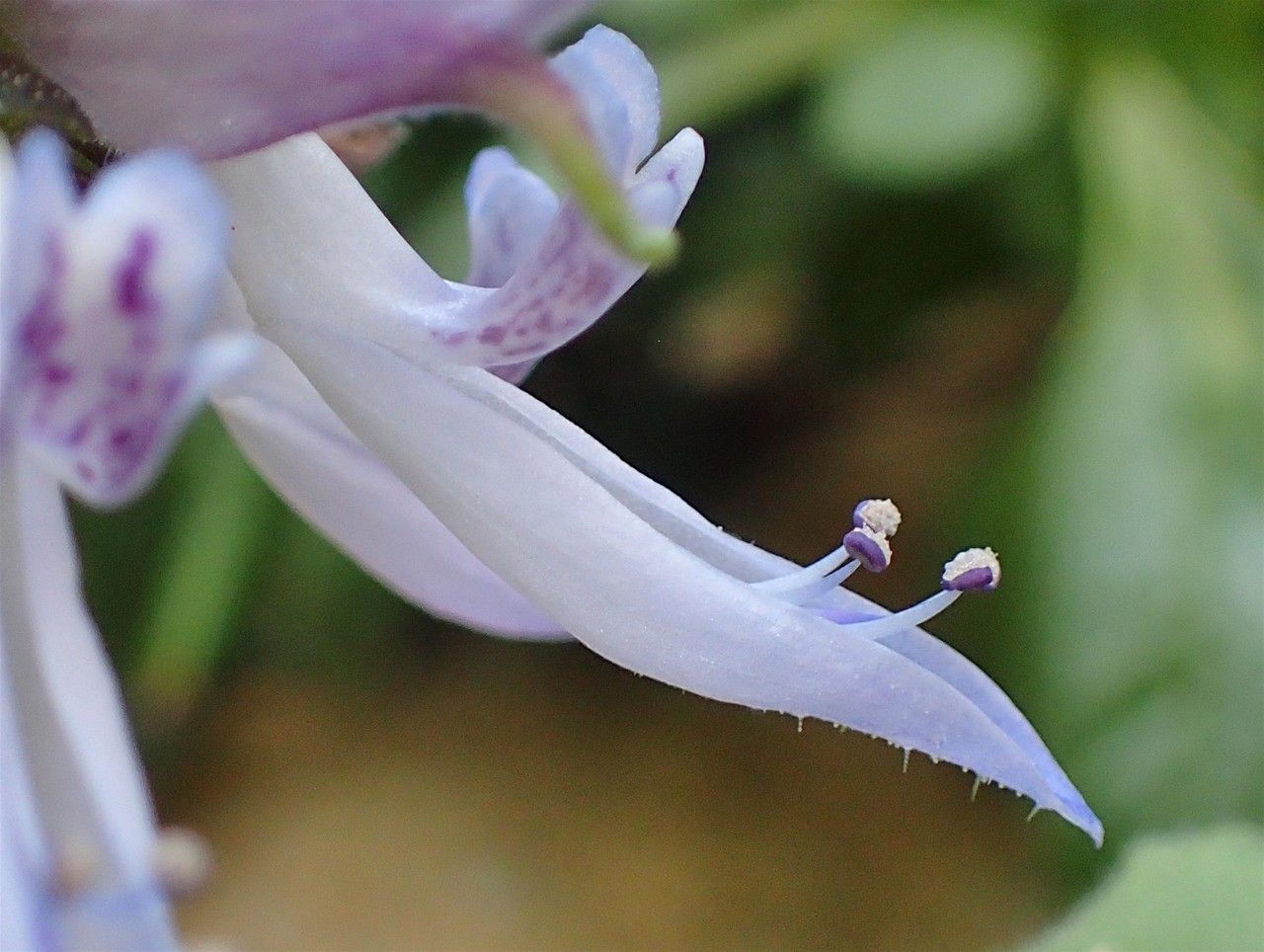 Plectranthus caninus flower