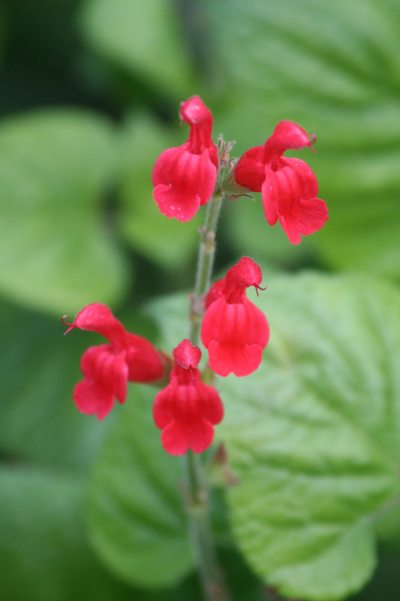 Salvia darcyi flower
