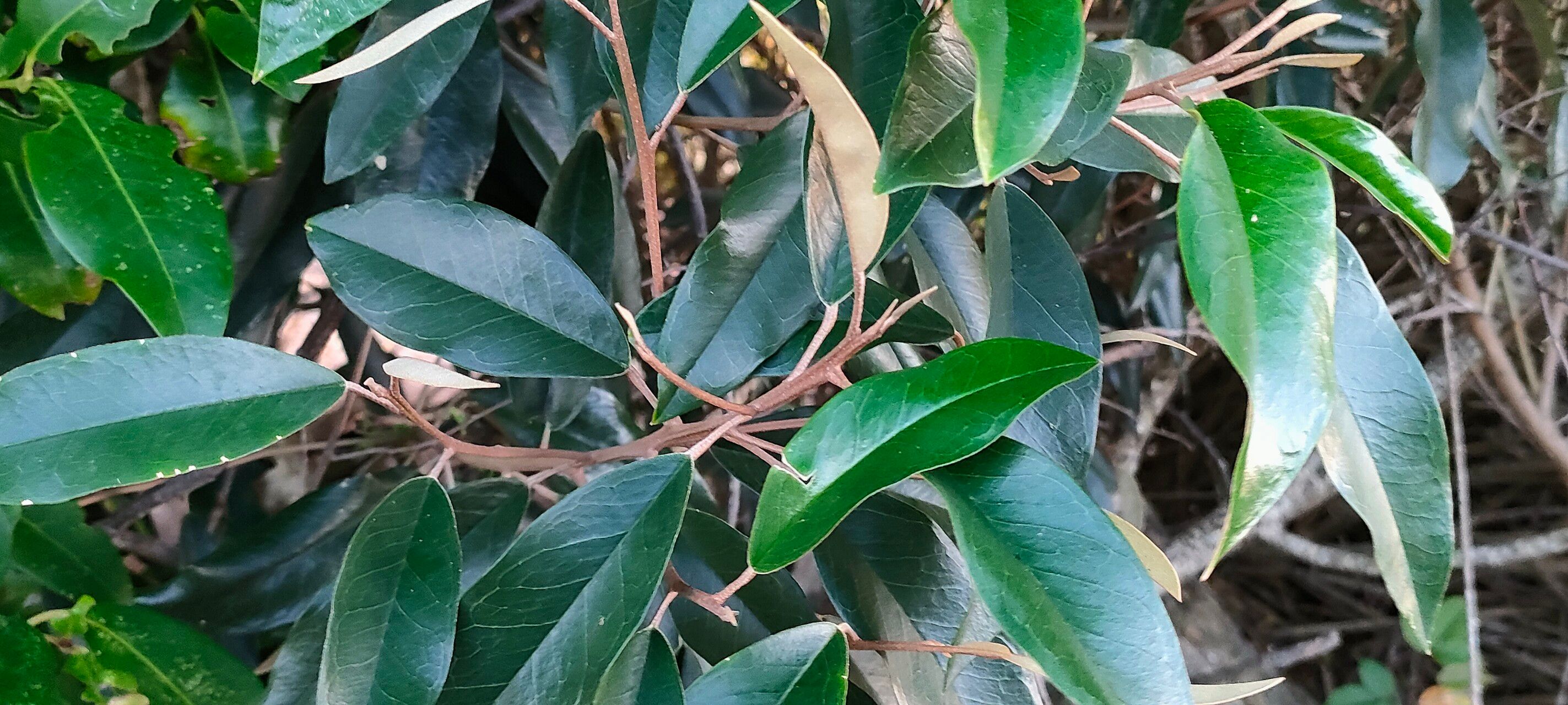 Morisonia cynophallophora leaf