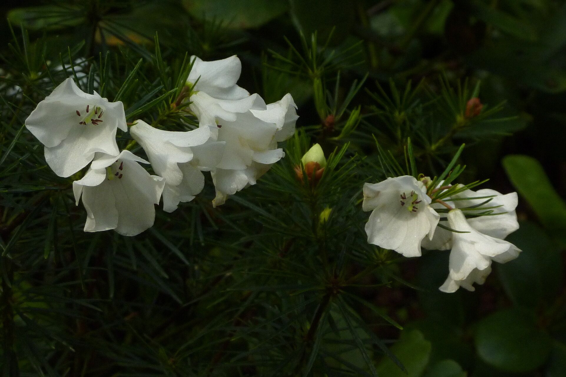 Rhododendron taxifolium flower