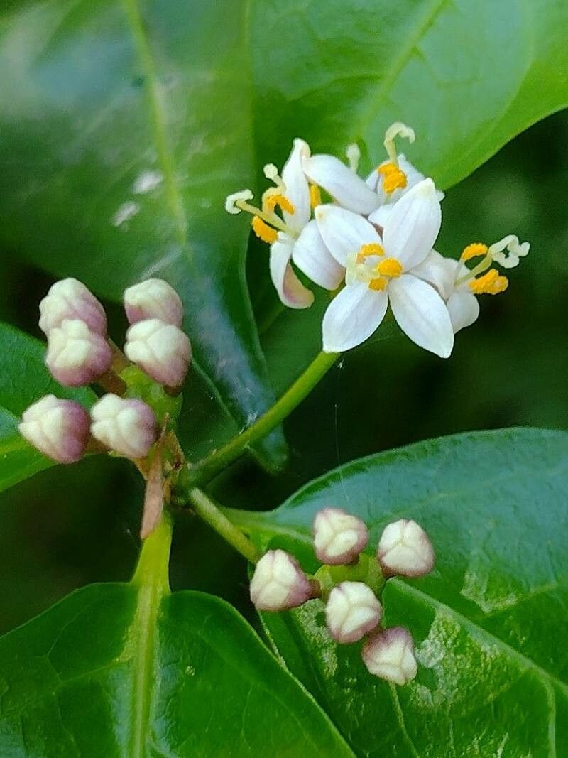 Gynochthodes jasminoides flower