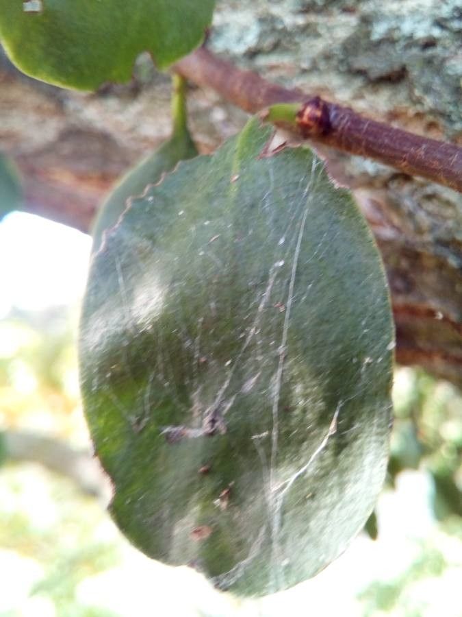 Loranthus europaeus leaf