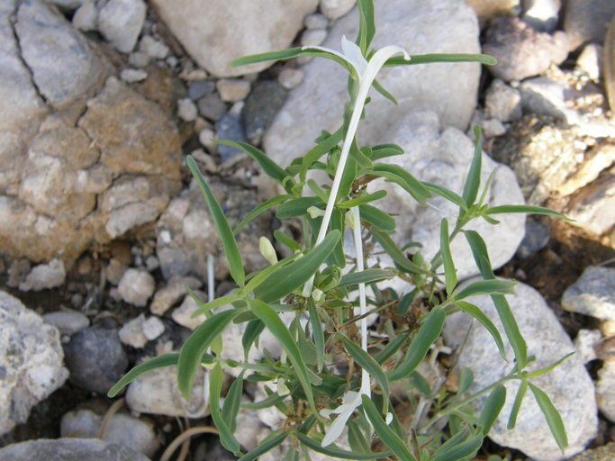 Justicia longii habit