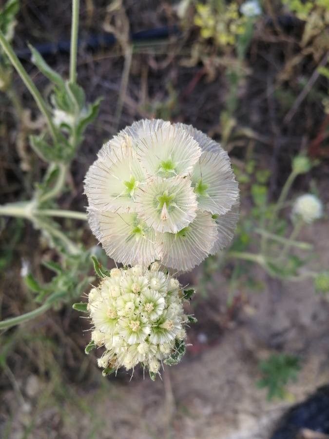 Lomelosia stellata — search result for 'Lomelosia'