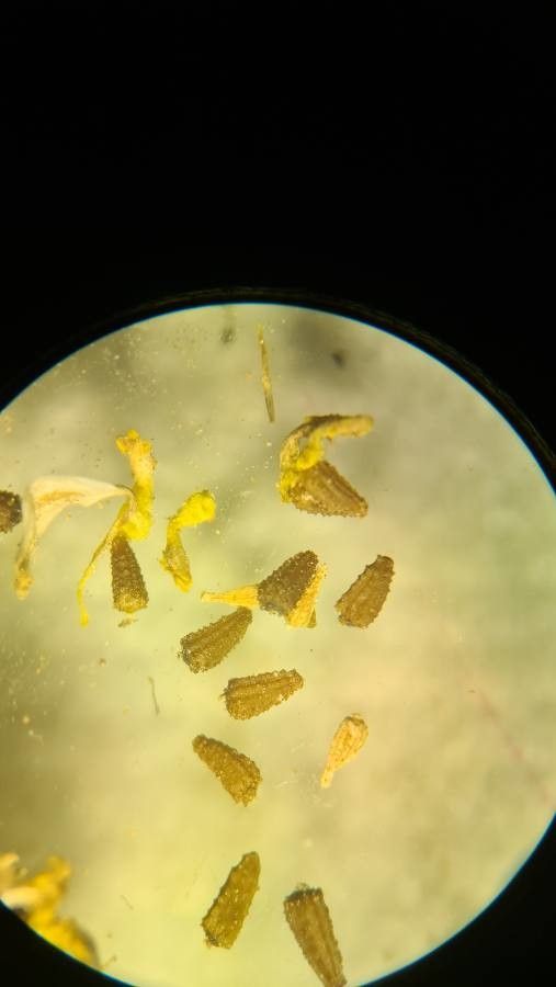 Anthemis cotula fruit