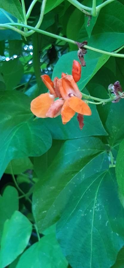 Phaseolus coccineus flower