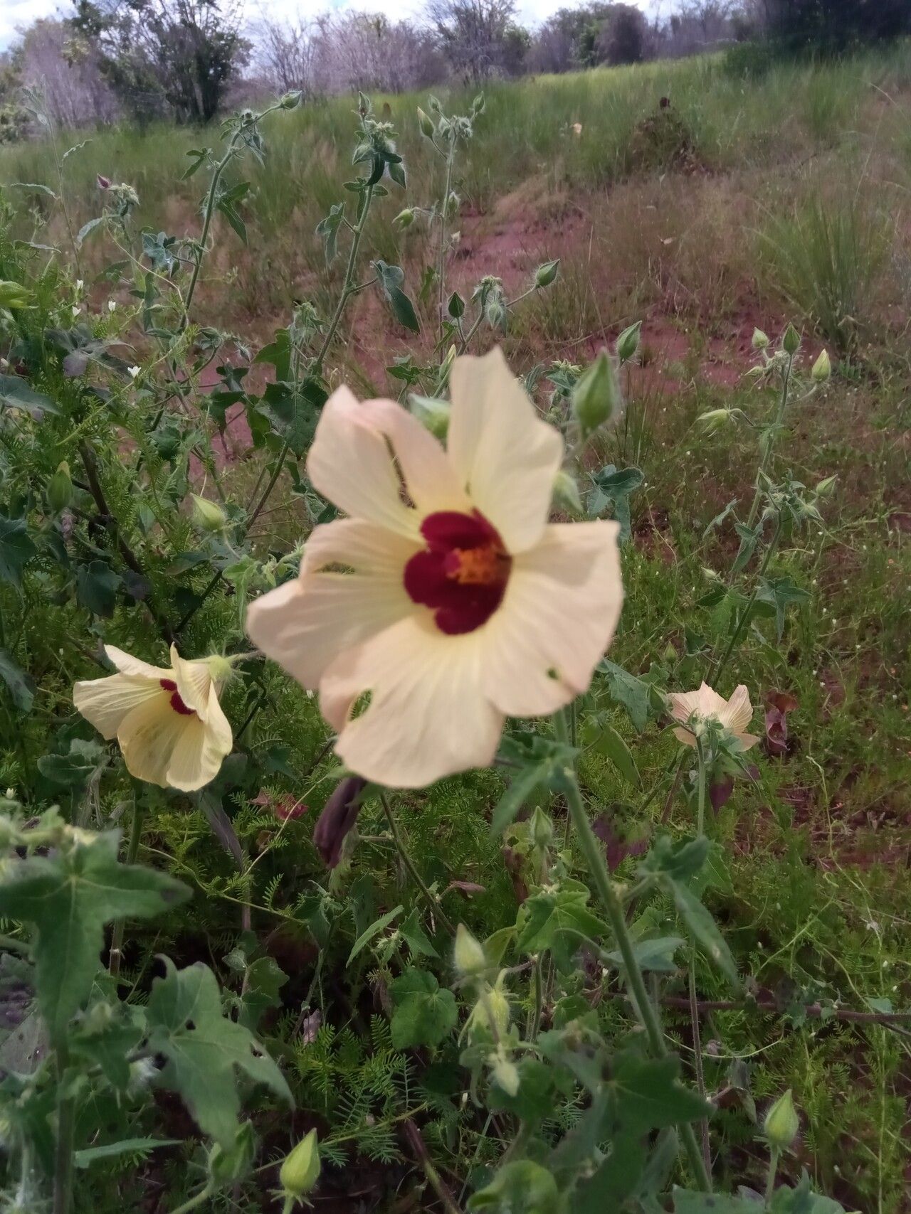 Hibiscus partitus — search result for 'Hibiscus'