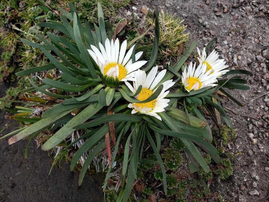 Werneria nubigena habit