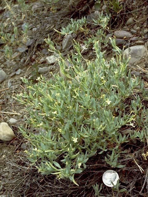 Epilobium suffruticosum — search result for 'Epilobium'