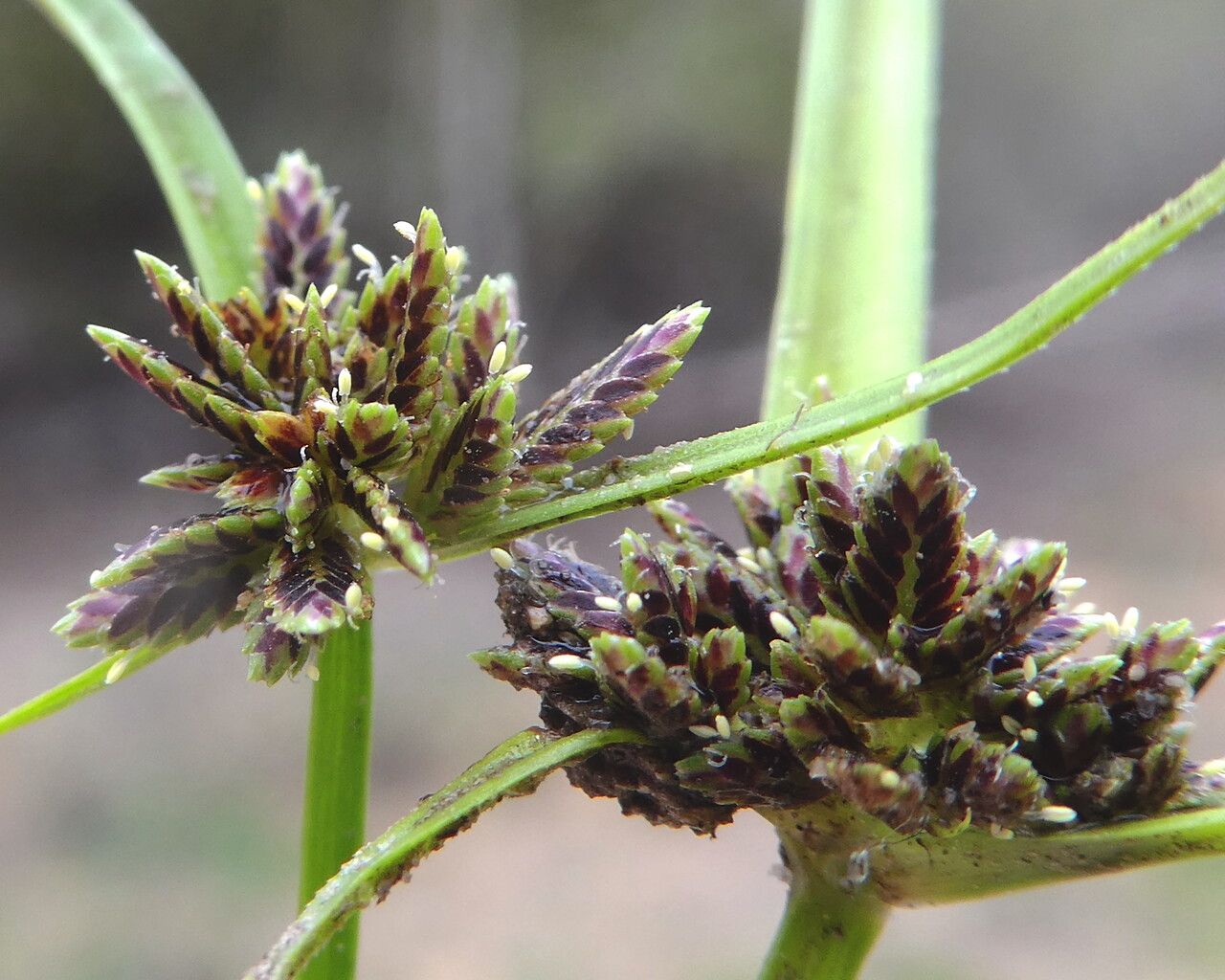 Cyperus fuscus flower
