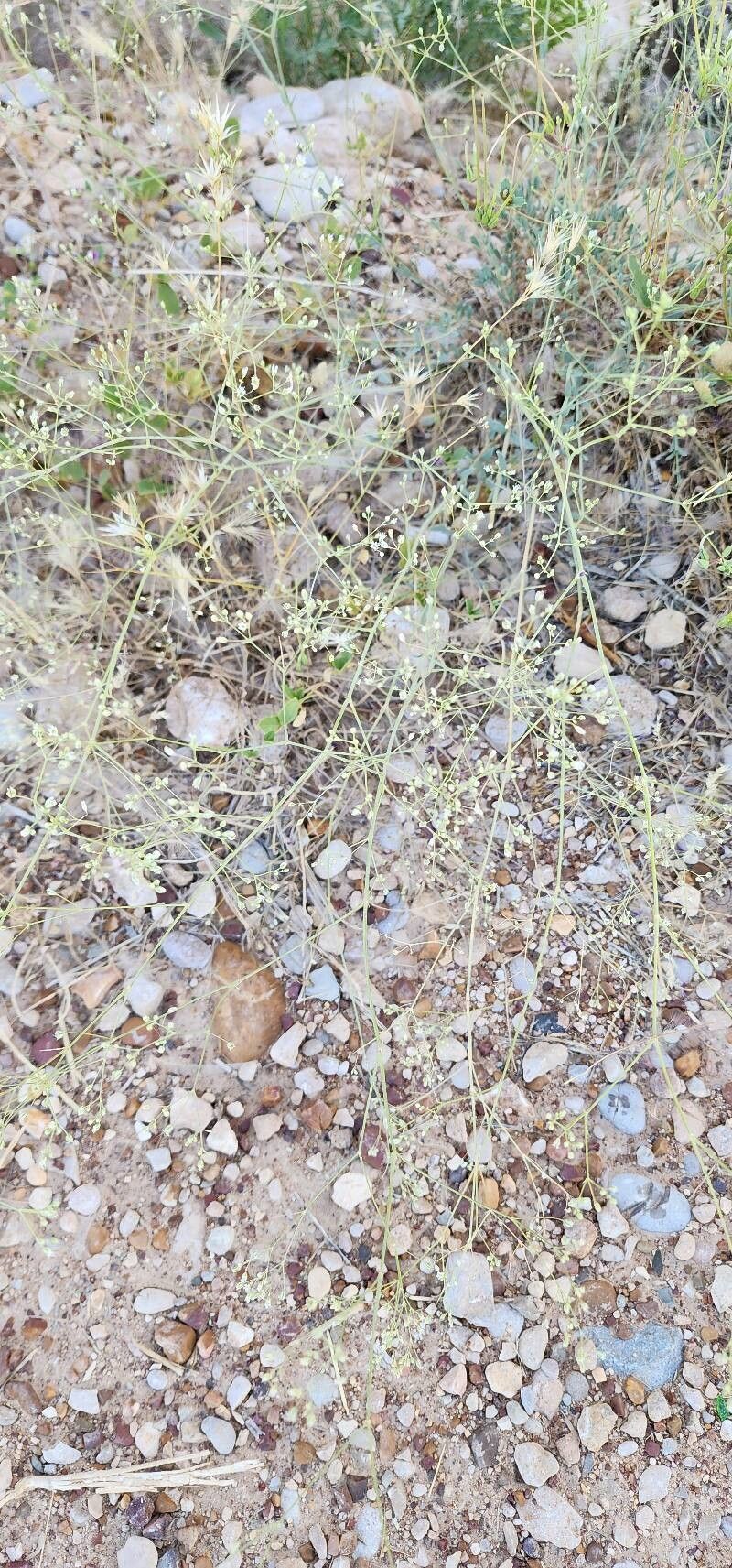 Gypsophila perfoliata habit