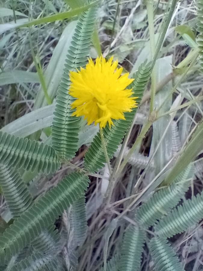 Neptunia pubescens flower