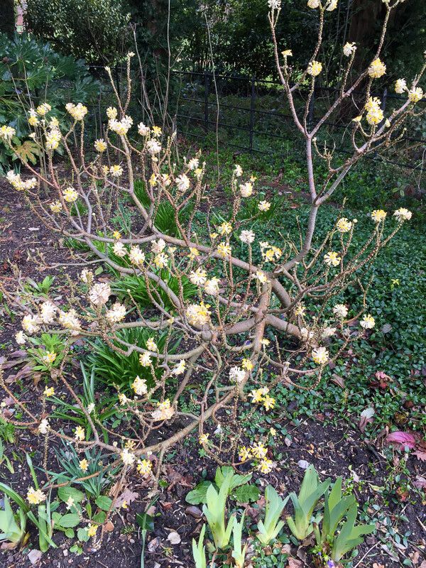 Edgeworthia chrysantha bark
