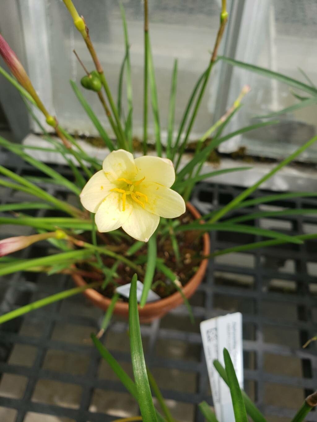 Zephyranthes primulina — houseplant care guide