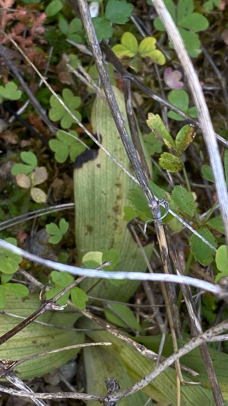 Ophrys cretica — houseplant care guide