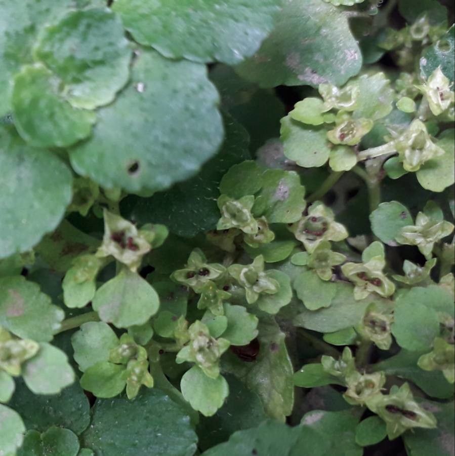 Chrysosplenium alternifolium fruit